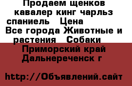 Продаем щенков кавалер кинг чарльз спаниель › Цена ­ 60 000 - Все города Животные и растения » Собаки   . Приморский край,Дальнереченск г.